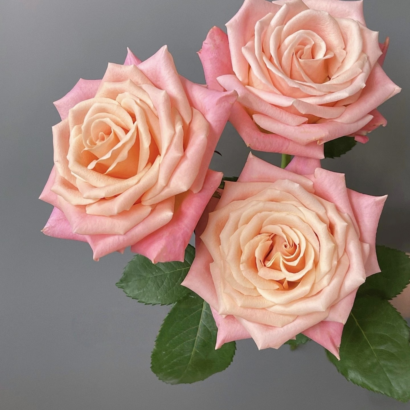 【方德嘉荷】朱小姐单头玫瑰 任意组合2单或以上冷链包邮,鲜花速递/花卉仿真/绿植园艺,花材,淘宝优惠券,粉丝福利购,淘宝优惠卷