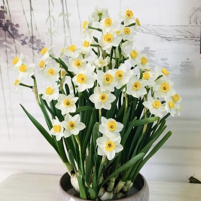 不参与拼单【年宵花】水培水仙花种球冬季开花绿植花卉好开好养