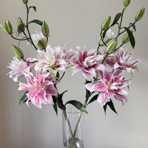 【云舍臻选】【树花】伊莎贝拉重瓣百合 组合2单或以上冷链包邮