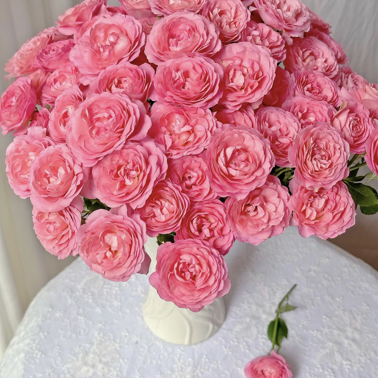 【云舍稀有】胭脂公主多头玫瑰  任意组合2单或以上顺丰冷链包邮