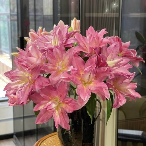 【云舍臻选】稀有宝莲灯重瓣百合   任意组合2单或以上冷链包邮