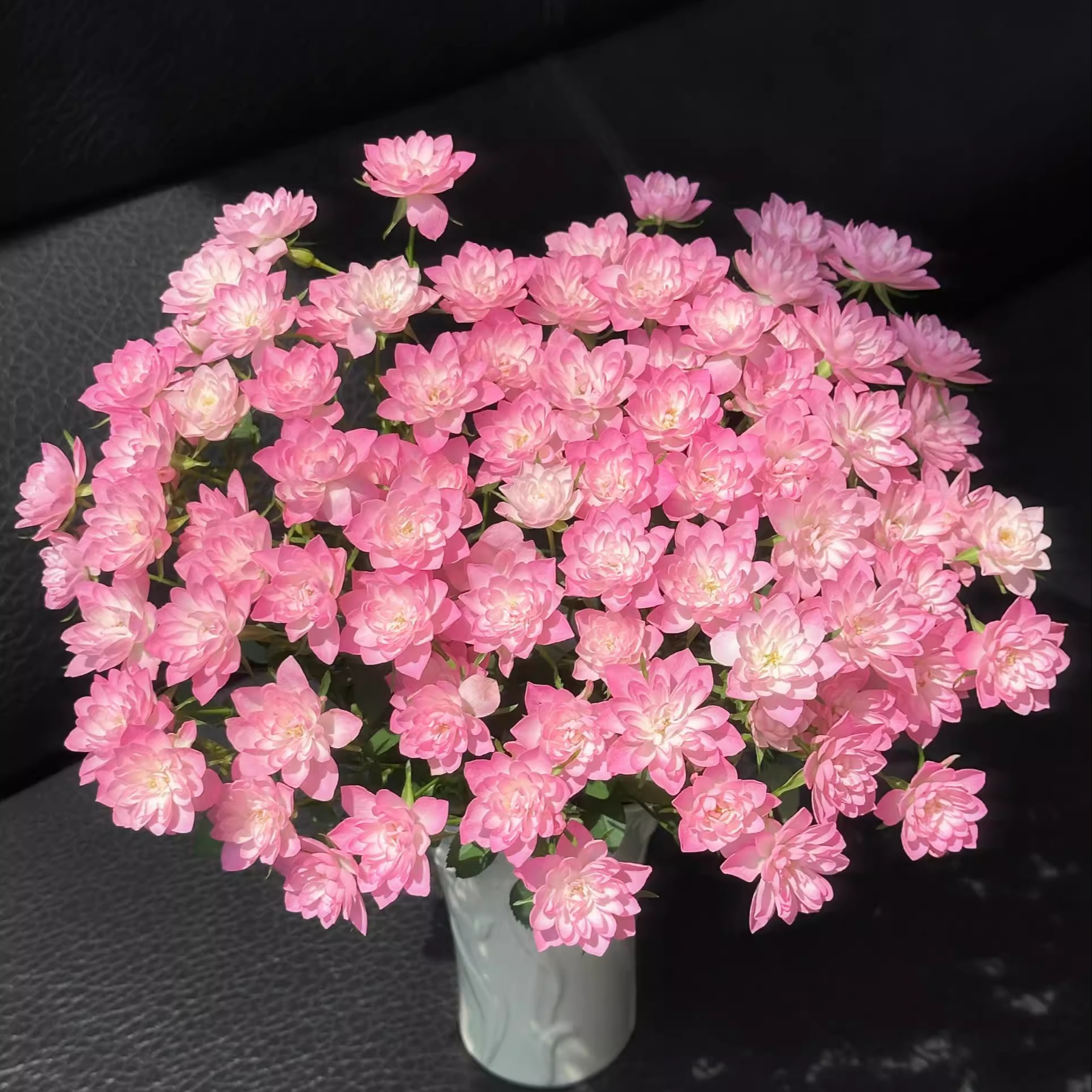 【云舍超级稀有】天荷繁星多头玫瑰 任意组合2单或以上冷链包邮