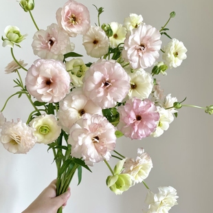 任意组合2单或以上 香槟水蜜桃蝴蝶洋牡丹 包邮 云舍精选