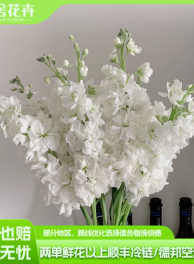 【云舍精选】白色紫罗兰 任意组合2单或以上冷链包邮