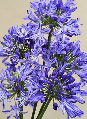 【云舍臻选】【百子莲】夏日绚烂的紫色烟花  2单或以上冷链