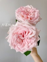 【优选】【有香味】【带包装醒花】A级粉荔枝单头玫瑰