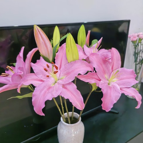 云舍臻选 稀有新品【海拉克斯】单瓣百合鲜花 组合2单或以上包邮