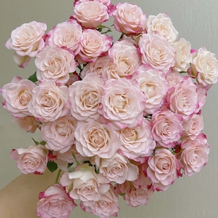 【云舍臻选】好开好养【折射】多头玫瑰 任意组合2单以上包邮