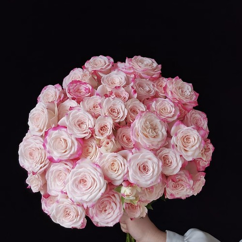 【云舍臻选】好开好养 折射多头玫瑰 任意2单或以上包邮