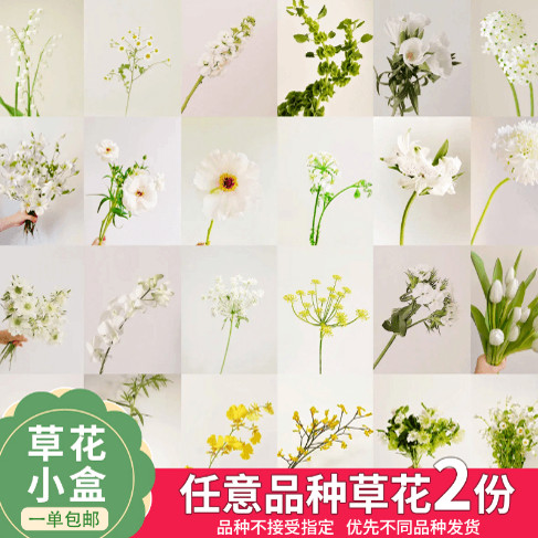 云舍臻选【仙女惊喜草花精品盲盒】  一单也包邮盲盒鲜花
