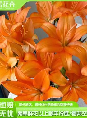 【云舍精选】橙色梦想单瓣亚百合 任意组合2单或以上冷链包邮