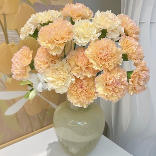 【云舍稀有】可可西里单头康乃馨一扎 任意组合2单或以上冷链包邮