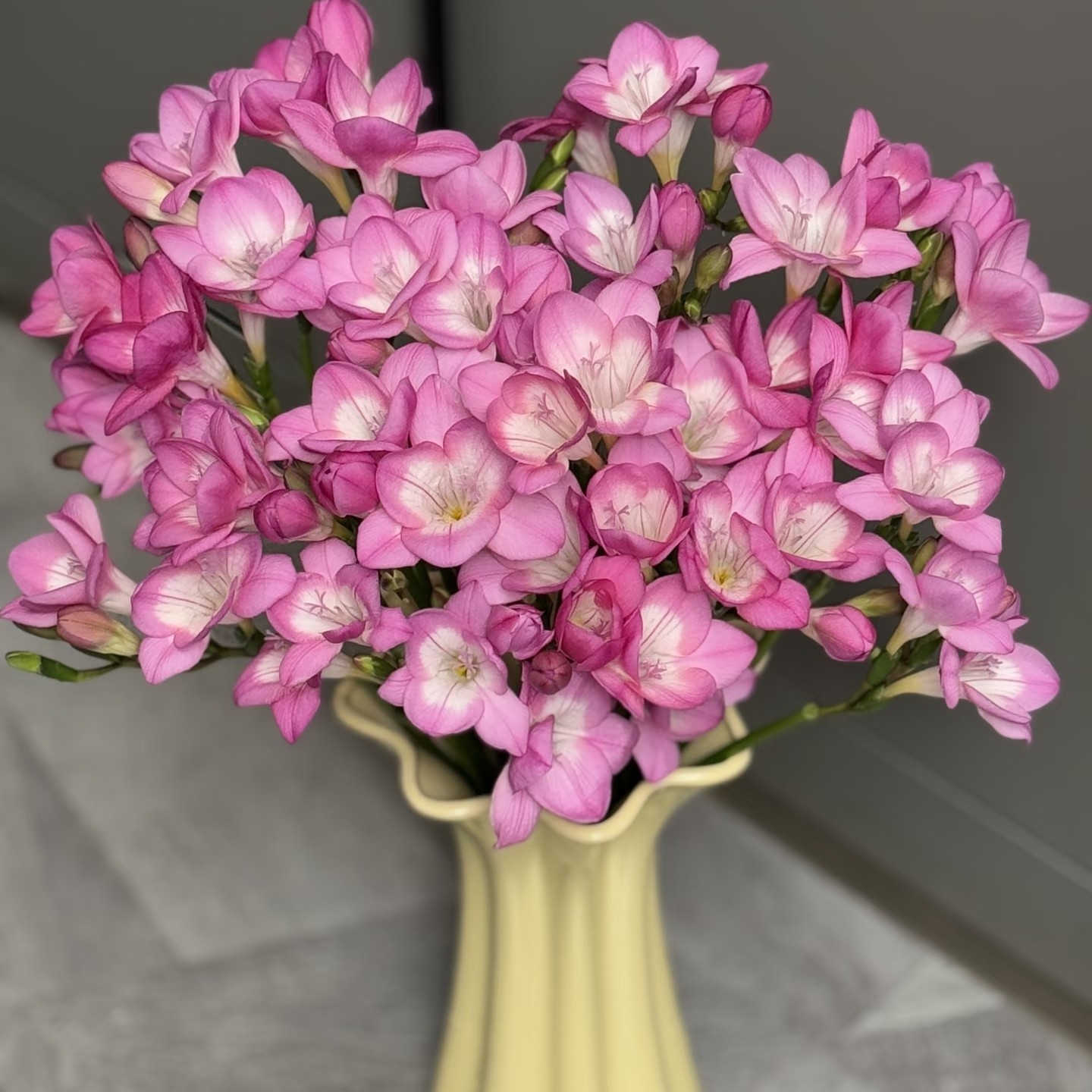 【云舍臻选】海滨粉【香雪兰】一扎 任意组合两单或以上冷链包邮,鲜花速递/花卉仿真/绿植园艺,花材,淘宝优惠券,粉丝福利购,淘宝优惠卷