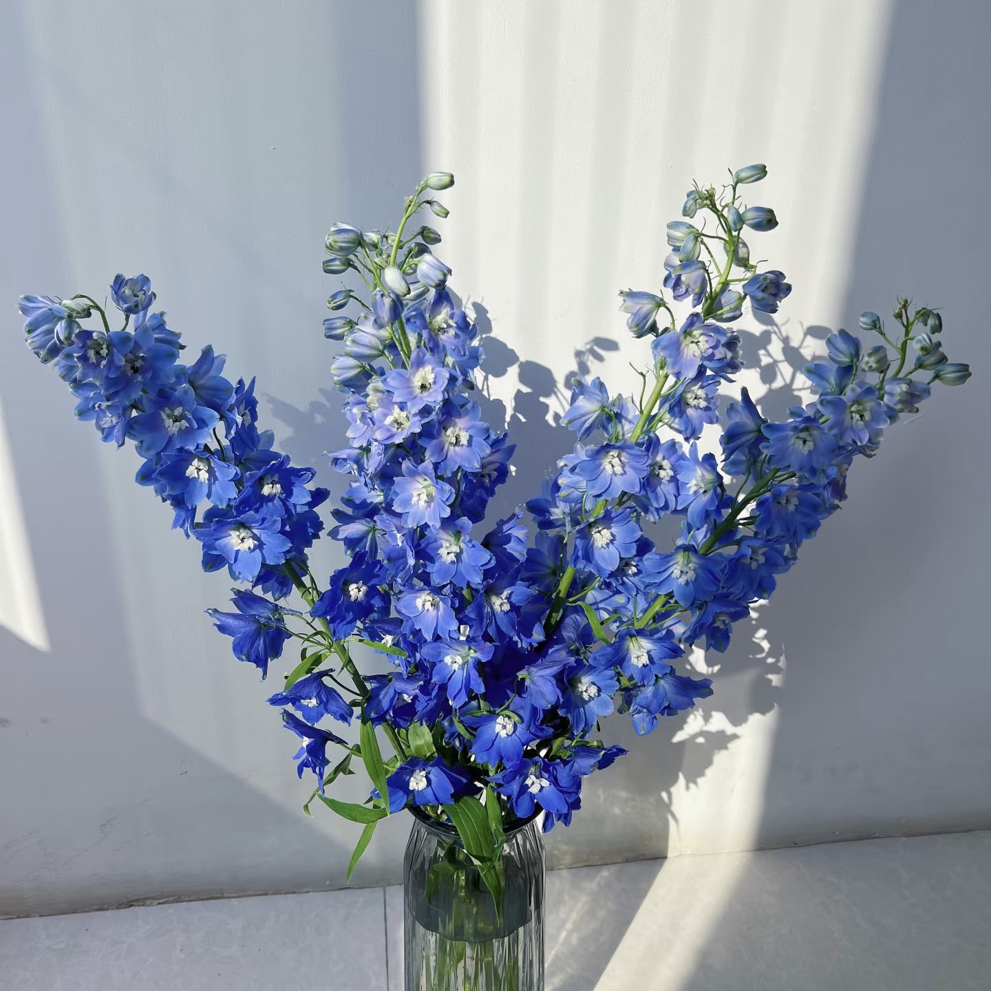 【云舍精选】蓝色大飞燕  任意两单或以上冷链包邮