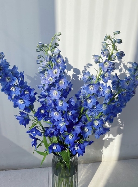 【云舍精选】蓝色大飞燕  任意两单或以上冷链包邮