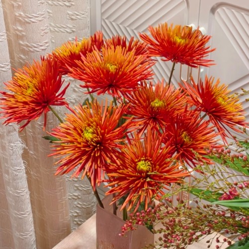 【云舍臻选】拉红烟花菊 任意组合2单或以上冷链包邮派送