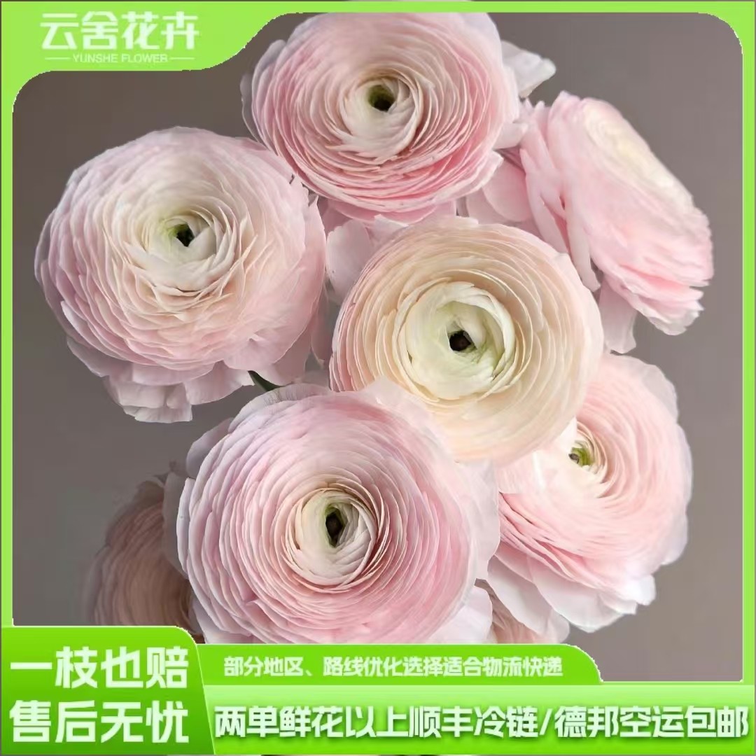 【云舍精选】河内洋牡丹一扎 任意组合两单或以上冷链包邮,鲜花速递/花卉仿真/绿植园艺,花材,淘宝优惠券,粉丝福利购,淘宝优惠卷