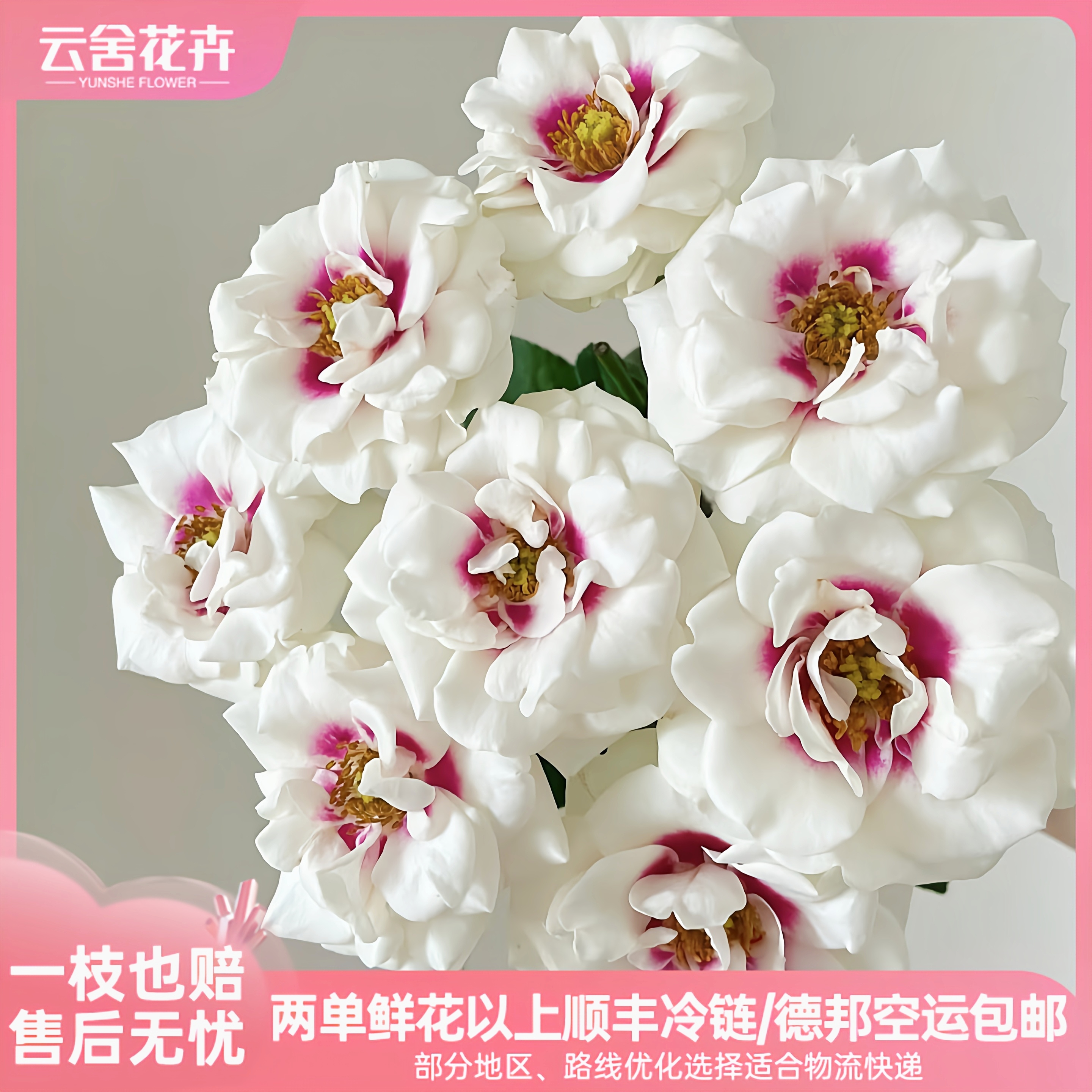 【云舍精选】A级 桥边之约单头玫瑰  任意组合2单或以上冷链包邮