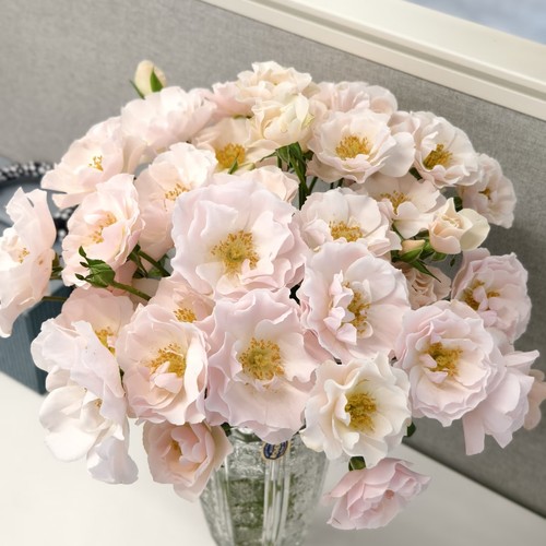 【云舍臻选】稀有新品【香槟婚纱】多头玫瑰鲜花 满2单或以上包邮