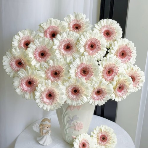 云舍臻选【方德玛丽猫】非洲菊 任意组合2单或以上冷链包邮