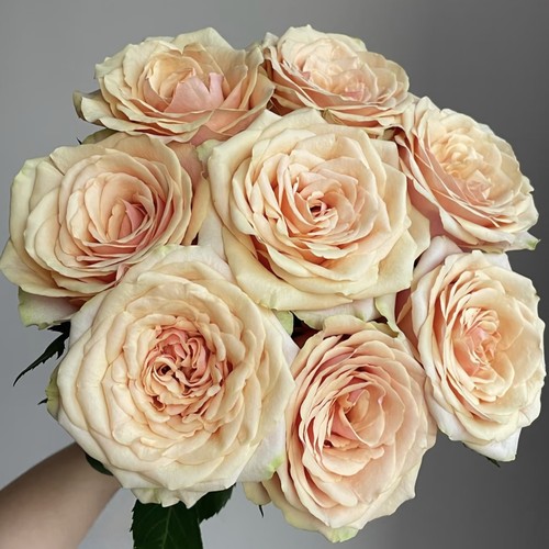 【云舍臻选】迪威娜单头玫瑰  任意组合2单或以上冷链包邮