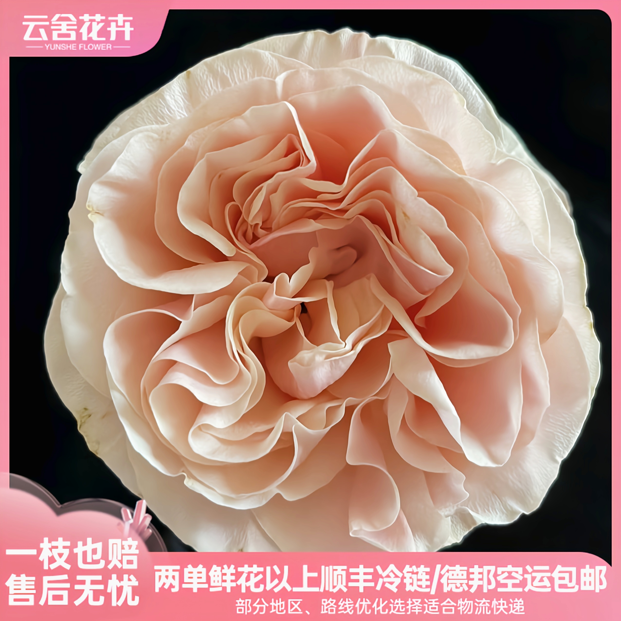 高品质单头玫瑰夏日恋情日常插花