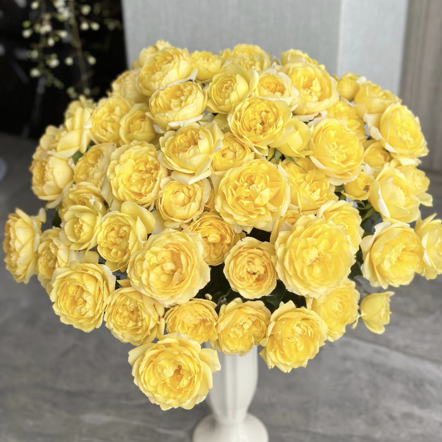 【云舍精选】稀有杨桃汁阳台多头玫瑰 满两单或以上包邮