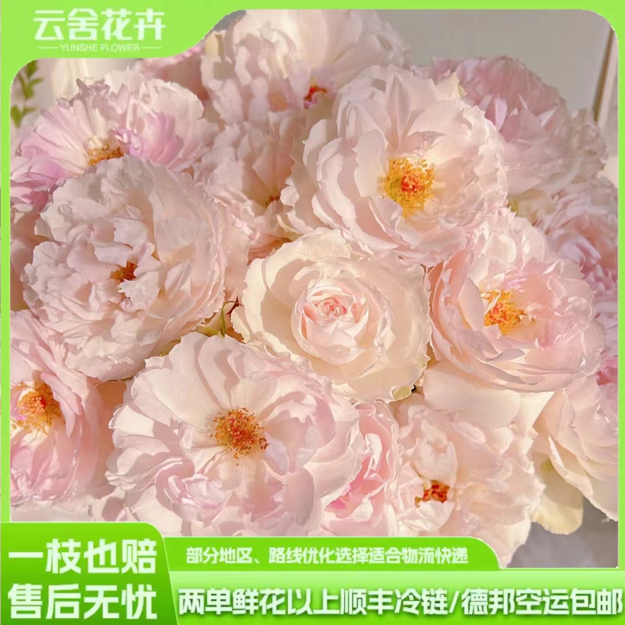 【云舍精选】超稀有新品 玛莎多头玫瑰  任意组合两单或以上包邮