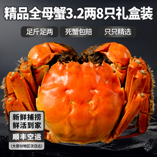 今锦上大闸蟹鲜活螃蟹礼盒去绳足重全母河蟹精品海鲜礼盒 活蟹