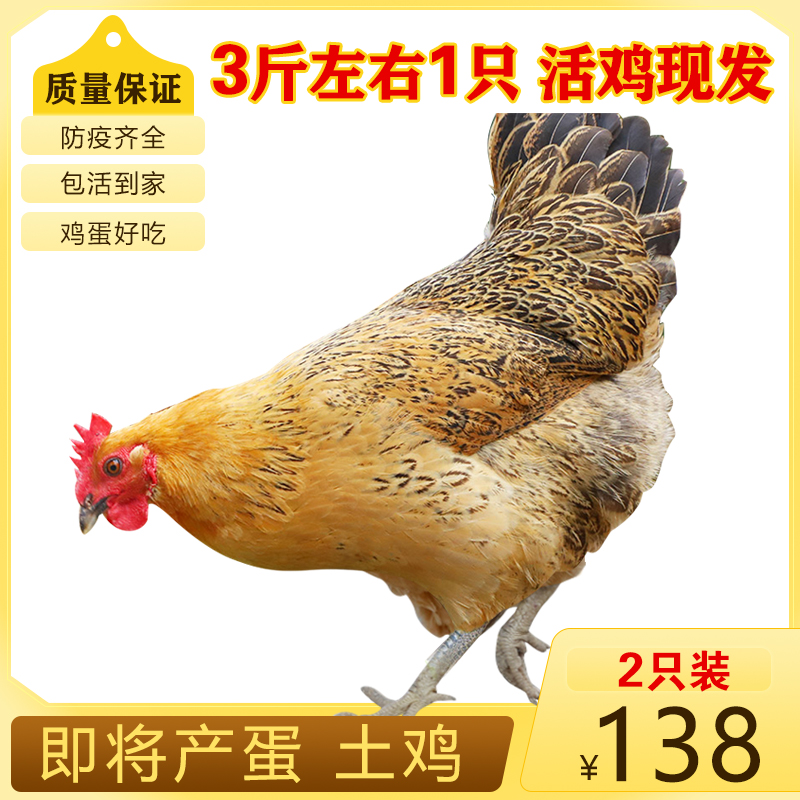 正宗青脚土鸡活鸡母鸡活体包活到家麻羽笨鸡苏北草鸡高产快下蛋鸡