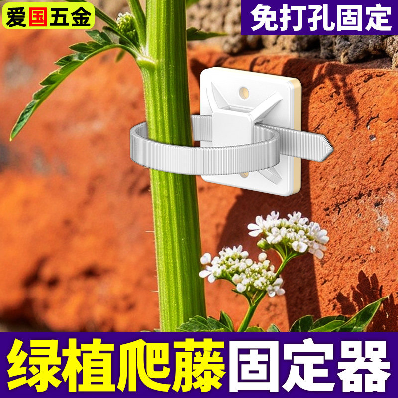 爬藤固定器绿萝月季蔷薇