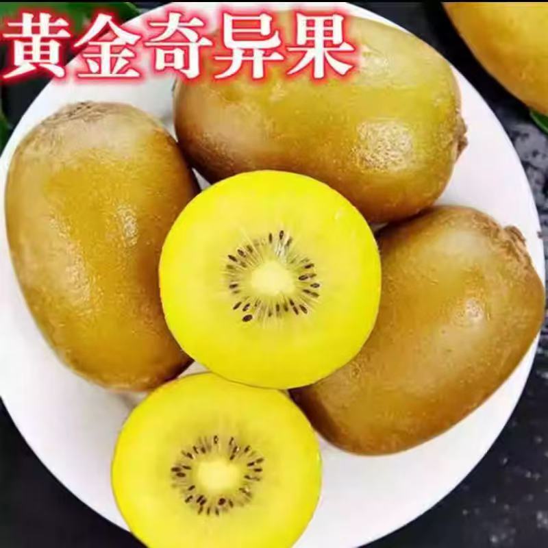 黄金奇异果猕猴桃树苗盆栽地栽南方北方种植猕猴桃苖当年结果嫁接