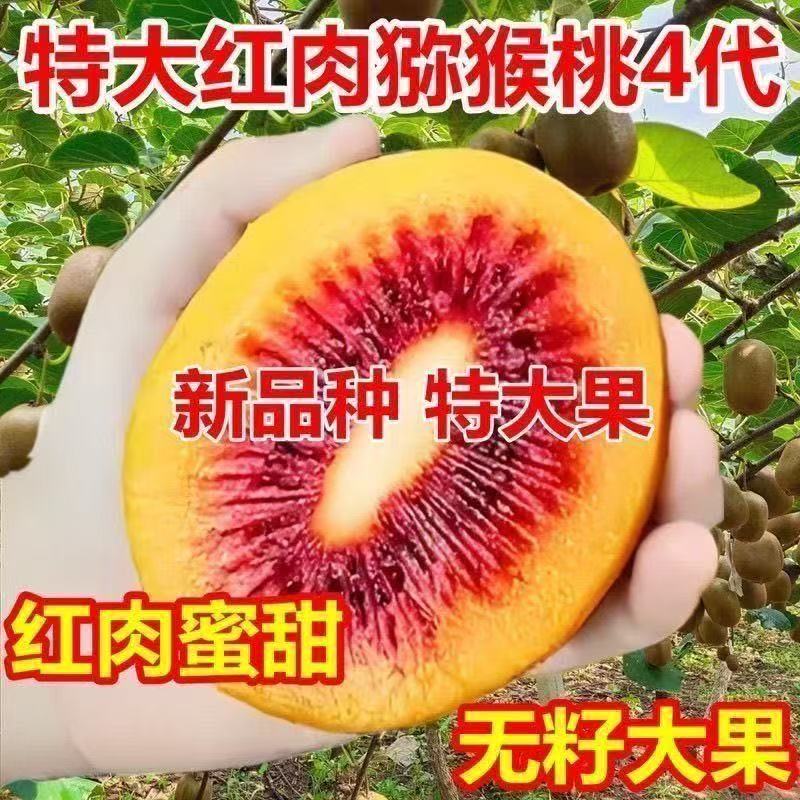 特大红肉猕猴桃树苗盆栽地栽南方北方种植猕猴桃苖当年结果嫁接苗