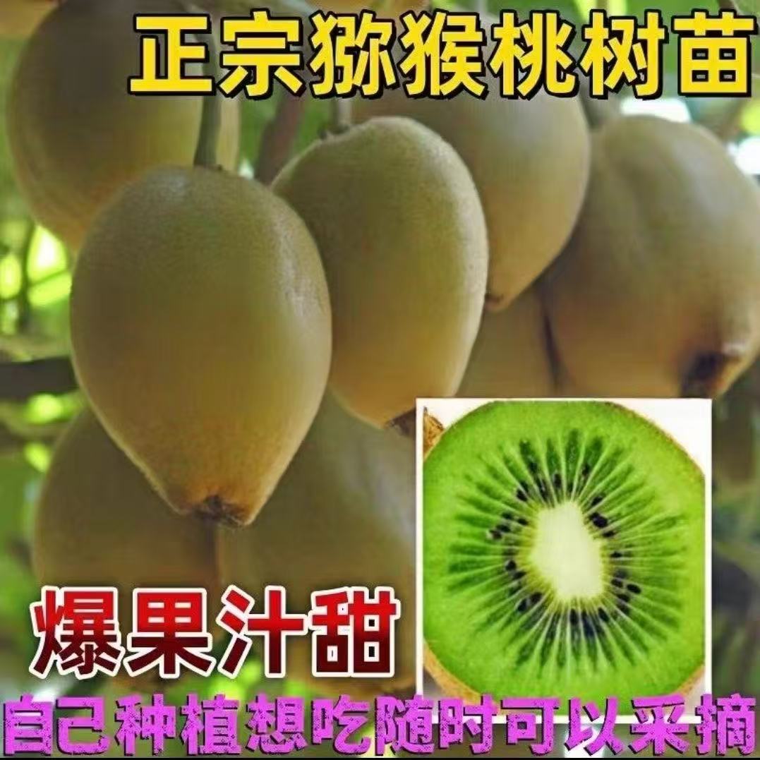 爆果汁甜猕猴桃树苗盆栽地栽南方北方种植猕猴桃苖当年结果嫁接苗