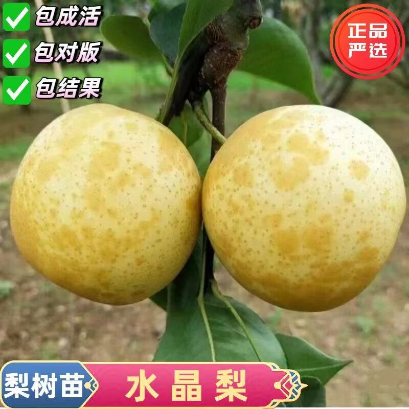 水晶梨梨树嫁接苗盆栽地栽南北方种植脆甜多汁梨树苖当年结果树苗