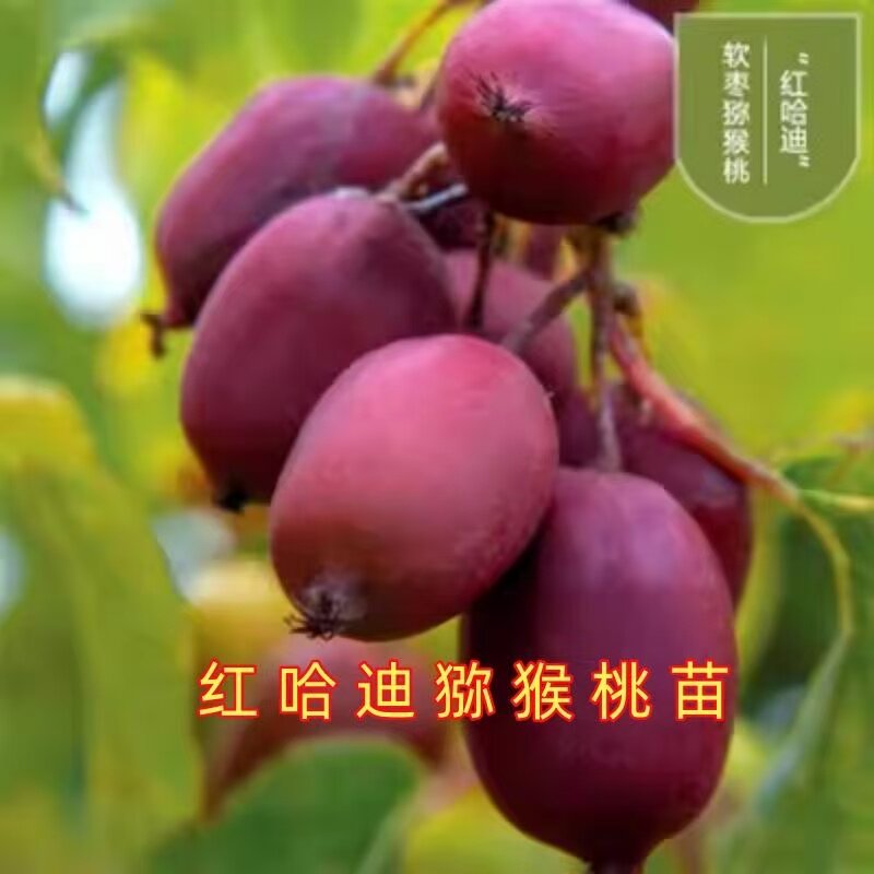 红哈迪猕猴桃树苗盆栽地栽南方北方种植猕猴桃苖当年结果嫁接苗