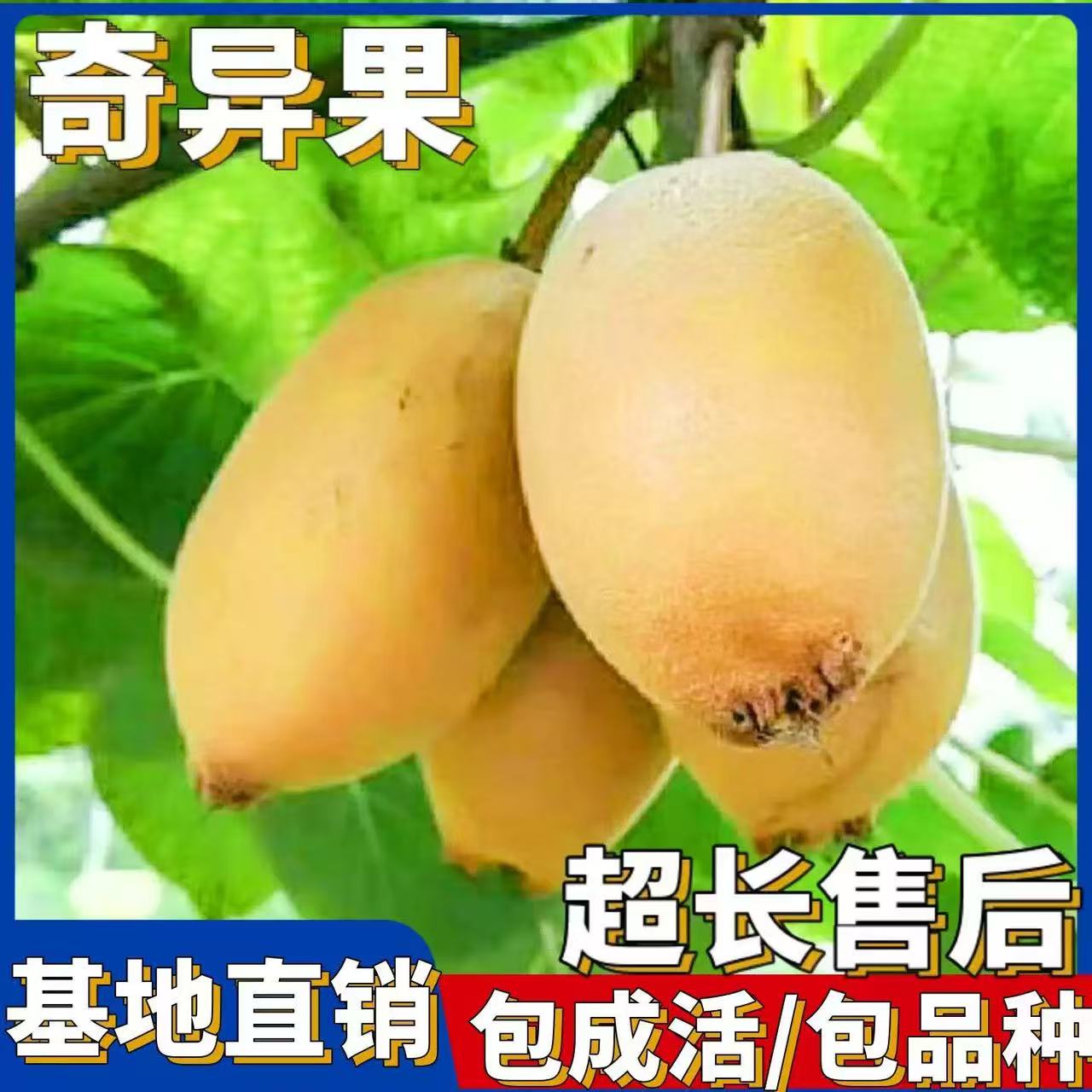 奇异果猕猴桃树苗盆栽地栽南方北方种植猕猴桃苖当年结果嫁接苗