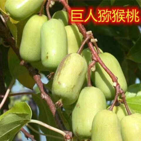 巨人猕猴桃树苗盆栽地栽南方北方种植猕猴桃苖当年结果嫁接苗