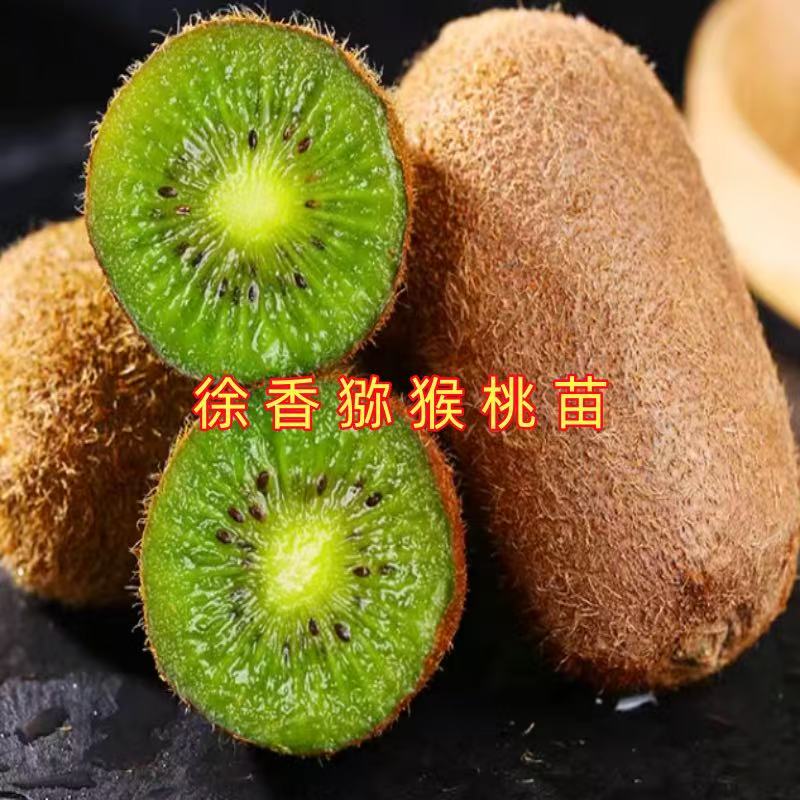 徐香猕猴桃树苗盆栽地栽南方北方种植猕猴桃苖当年结果嫁接苗