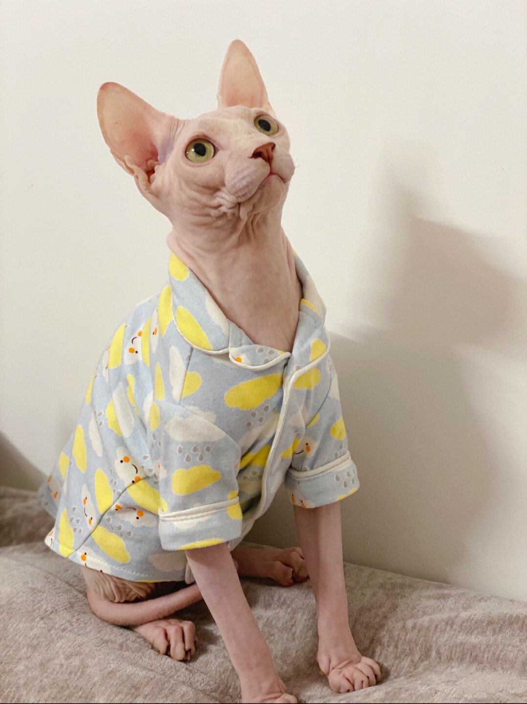 纯棉小云朵睡衣衬衫吸汗透气小清新斯芬克斯无毛猫德文衣服