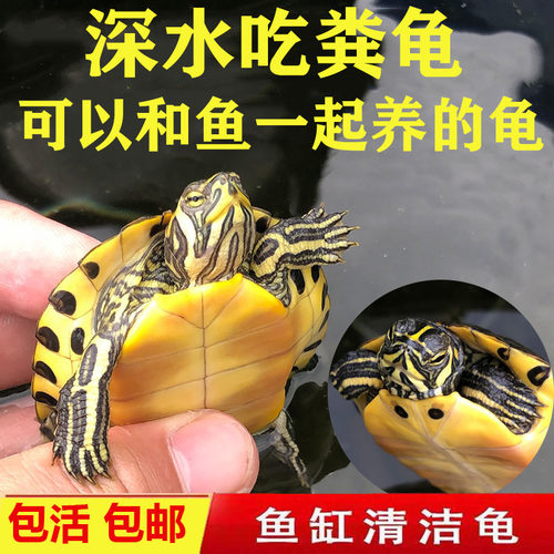 黄耳龟深水小乌龟活物鱼缸混养吃粪吃屎清洁龟观赏活体宠物黄耳龟 - 封面
