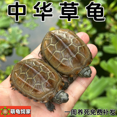 外塘养殖皖南草龟萌龟饲家包健康