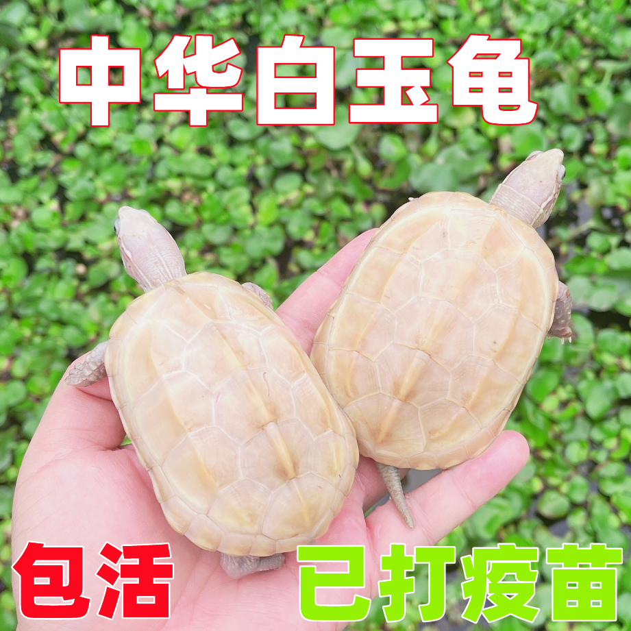 纯种中华白玉乌龟白化草龟活体观赏宠物龟金线草龟长寿变异龟