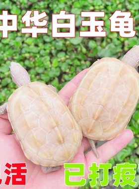 纯种中华白玉乌龟白化草龟活体观赏宠物龟金线草龟长寿变异龟
