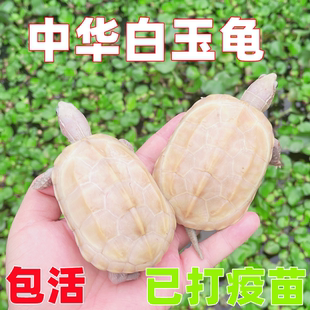 纯种中华白玉乌龟白化草龟活体观赏宠物龟金线草龟长寿变异龟