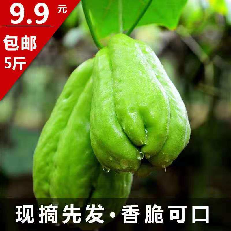贵州特产新鲜农家扶手蓬瓜拂佛手窝洋瓜种当季时令果蔬菜5斤包邮