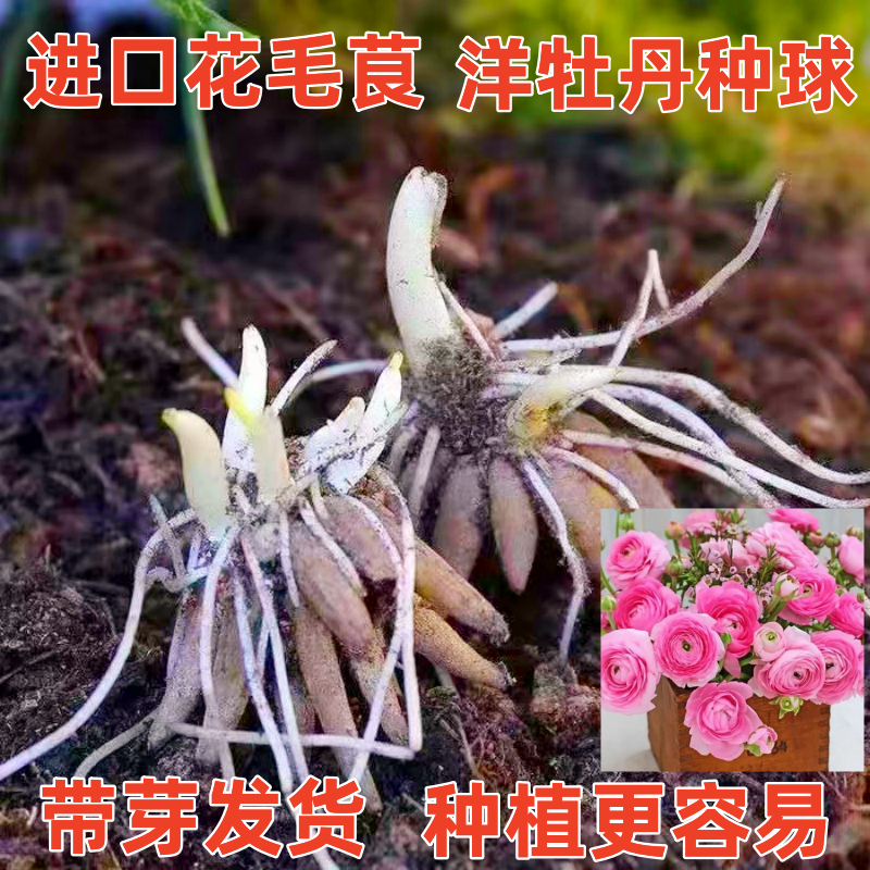 带芽发货花毛茛种球洋牡丹
