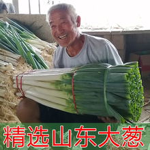 山东大葱新鲜铁杆大葱5斤10斤蔬菜安丘非章丘大葱卷饼大葱包邮