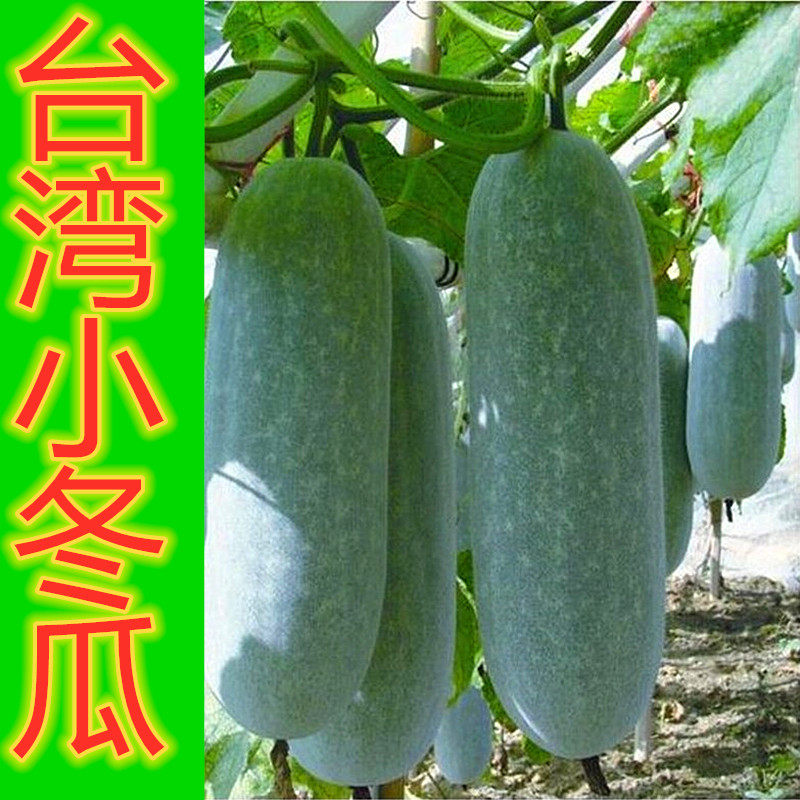 小冬瓜种子价格 小冬瓜种子图片 星期三