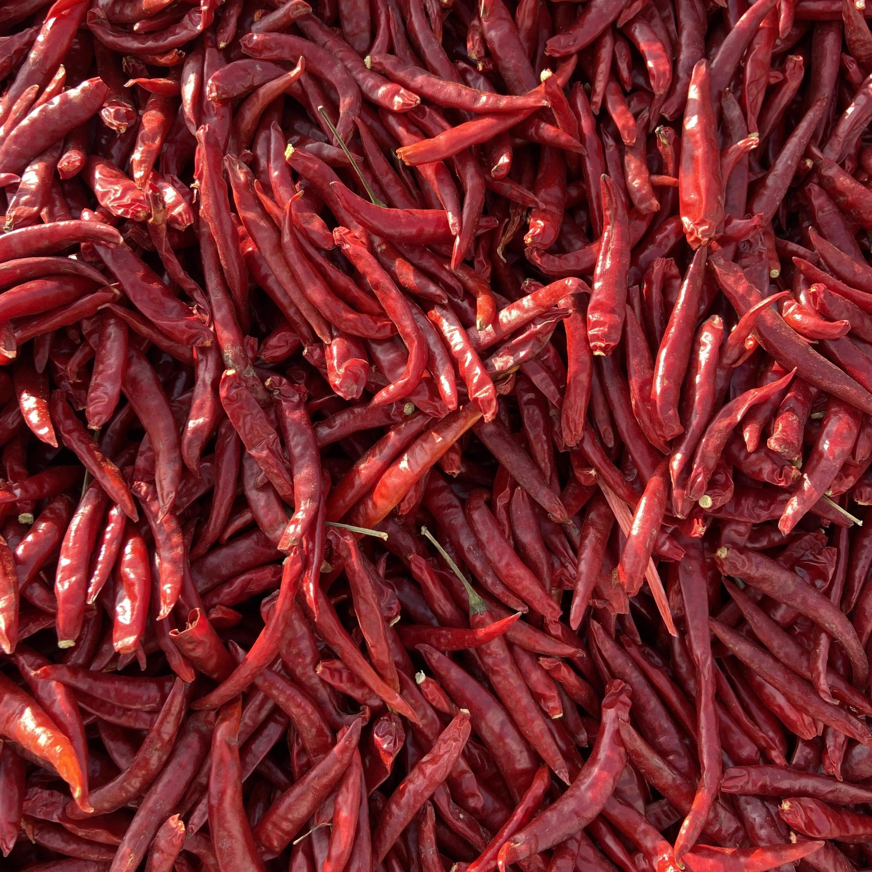 正宗印度魔鬼辣椒福建辣椒王红太阳干辣椒三樱椒8号高辣829红辣椒